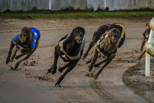 greyhound racing betting offers and promo codes in uk