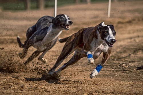 greyhounds betting in uk image