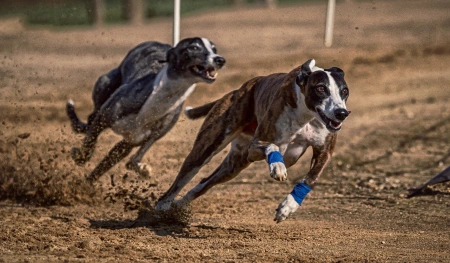 English Greyhound Derby Offers 