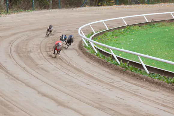 English Greyhound Oaks Betting Markets